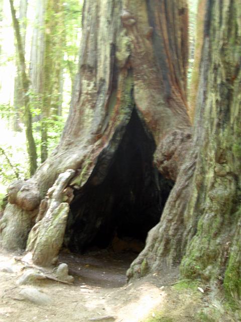 Bolan Mt & Redwoods-149.JPG - Howland Hill Road